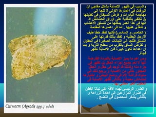 ‫ان‬ ‫مفاجئ‬ ‫بشكل‬ ‫الاصابة‬ ‫ظهور‬ ‫فى‬ ‫والسبب‬
‫الى‬ ‫تلجا‬ ‫ل‬ ‫الولى‬ ‫اعمارها‬ ‫فى‬ ‫اليرقات‬
‫تغذيتها‬ ‫فى‬ ‫السيقان‬ ‫قرض‬ ‫و‬ ‫البادرات‬ ‫مهاجمة‬
‫اذ‬ ‫الحشائش‬ ‫اوراق‬ ‫على‬ ‫بالتغذية‬ ‫تكتفى‬ ‫بل‬
‫العشاب‬ ‫تتسلق‬ ‫من‬ ‫يمكنها‬ ‫العمر‬ ‫هذا‬ ‫فى‬ ‫انها‬
‫المقدمة‬ ‫اعمارها‬ ‫فى‬ ‫اما‬ . ‫عليها‬ ‫تتغذى‬ ‫و‬
‫طيف‬ ‫خطا‬ ‫تفقد‬ ‫فإنها‬ (‫السادس‬ ‫و‬ ‫الخامس‬ )
‫على‬ ‫قدرتها‬ ‫بذلك‬ ‫تفقد‬ ‫و‬ ‫البطنية‬ ‫الرجل‬
‫الحقول‬ ‫فى‬ ‫الصغيرة‬ ‫النباتات‬ ‫الى‬ ‫فتلجا‬ ‫التسلق‬
‫بما‬ ‫و‬ ‫التربة‬ ‫سطح‬ ‫من‬ ‫بالقرب‬ ‫الساق‬ ‫تقرض‬ ‫و‬
‫تظهر‬ ‫الاصابة‬ ‫فان‬ ‫كبيرة‬ ‫تكون‬ ‫اعداها‬ ‫ان‬
.‫فجأة‬
‫القارضة‬ ‫بالدودة‬ ‫الاصابة‬ ‫يميز‬ ‫ما‬ ‫اهم‬ ‫ومن‬
‫فى‬ ‫تظهر‬ ‫بل‬ ‫الحقل‬ ‫اجزاء‬ ‫جميع‬ ‫تعم‬ ‫ل‬ ‫انها‬
‫الحقل‬ ‫و‬ ‫حقل‬ ‫فى‬ ‫توجد‬ ‫قد‬ ‫وكذلك‬ ‫منه‬ ‫جزء‬
‫الى‬ ‫ذلك‬ ‫يرجع‬ ‫و‬ ‫الاصابة‬ ‫من‬ ‫خالى‬ ‫المجاور‬
‫اختيارها‬ ‫و‬ ‫البيض‬ ‫وضع‬ ‫فى‬ ‫ال م‬ ‫فراشة‬ ‫سلوك‬
‫فى‬ ‫الاصابة‬ ‫تظهر‬ ‫بالتالى‬ ‫و‬ ‫معينة‬ ‫لحشائش‬
. ‫بها‬ ‫معتنى‬ ‫الغير‬ ‫الحقول‬
‫القطن‬ ‫نباتا‬ ‫على‬ ‫الفة‬ ‫لهذه‬ ‫الرئيسى‬ ‫الضرر‬ ‫و‬
‫و‬ ‫الزراعة‬ ‫اعادة‬ ‫الى‬ ‫المزارعين‬ ‫اضرار‬ ‫فى‬
. ‫النضج‬ ‫فى‬ ‫المحصول‬ ‫يتاخر‬ ‫بالتالى‬
 