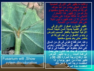 ‫المصابة‬ ‫الوراق‬ ‫على‬ ‫يظهر‬ ‫ما‬ ‫وغالبا‬
‫حواف‬ ‫احد‬ ‫من‬ ‫يبتدئ‬ ‫شبكى‬ ‫ااصفرار‬
‫و‬ ‫سطحها‬ ‫جميع‬ ‫يعم‬ ‫و‬ ‫ينتشر‬ ‫ثم‬ ‫الورقة‬
‫الاصفرار‬ ‫هذا‬ ‫ظهور‬ ‫ان‬ ‫من‬ ‫بالرغم‬
‫حدوث‬ ‫على‬ ‫مؤكدة‬ ‫علقة‬ ‫له‬ ‫الشبكى‬
‫دليل‬ ‫ليس‬ ‫ظهوره‬ ‫عد م‬ ‫ان‬ ‫إل‬ ‫المرض‬
.‫الاصابة‬ ‫من‬ ‫النباتات‬ ‫خلو‬ ‫على‬
‫فى‬ ‫الوراق‬ ‫ااصفرار‬ ‫و‬ ‫الذبول‬ ‫تظهر‬
‫انسداد‬ ‫نتيجة‬ ‫السن‬ ‫حديثة‬ ‫القمية‬ ‫الوراق‬
‫للمرض‬ ‫المسبب‬ ‫بالفطر‬ ‫الخشبية‬ ‫الوعية‬
‫ثم‬ ‫الورقة‬ ‫احد‬ ‫من‬ ‫الاصفرار‬ ‫يتبدى‬ ‫و‬
‫سطحها‬ ‫جميع‬ ‫يعم‬ ‫حتى‬ ‫ينتصر‬
‫الساق‬ ‫من‬ ‫كل‬ ‫فى‬ ‫طولى‬ ‫قطاع‬ ‫عمل‬ ‫وعند‬
‫زيتونى‬ ‫اخضر‬ ‫واضح‬ ‫تلن‬ ‫يظهر‬ ‫الجذر‬ ‫و‬
‫اوعية‬ ‫فى‬ ‫منتظمة‬ ‫غير‬ ‫خطوط‬ ‫شكل‬ ‫على‬
‫يصل‬ ‫حتى‬ ‫التلون‬ ‫هذا‬ ‫يمتد‬ ‫قد‬ ‫و‬ ‫الخشب‬
‫العرض‬ ‫ظهور‬ ‫يدا‬ ‫و‬ ... ‫النبات‬ ‫قمة‬ ‫الى‬
‫الحرارة‬ ‫درجة‬ ‫ارتفاع‬ ‫عند‬26-30‫و‬
‫اذا‬ ‫و‬ ‫يونيه‬ ‫شهر‬ ‫من‬ ‫ابتداء‬ ‫تظهر‬
‫ذلك‬ ‫عن‬ ‫الحرارة‬ ‫درجة‬ ‫انخفضت‬
.‫المرض‬ ‫حدة‬ ‫انخفضت‬
Fusarium wilt ,Show
xylem discoloration
 