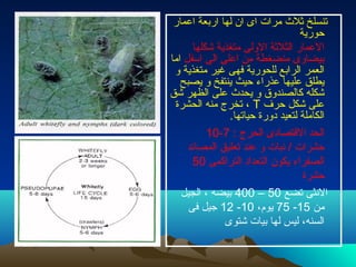 ‫اعمار‬ ‫اربعة‬ ‫لها‬ ‫ان‬ ‫اى‬ ‫مرات‬ ‫ثلث‬ ‫تنسلخ‬
‫حورية‬
‫شكلها‬ ‫متغذية‬ ‫الولى‬ ‫الثلثة‬ ‫العمار‬
‫اسفل‬ ‫الى‬ ‫اعلى‬ ‫من‬ ‫منضغطة‬ ‫بيضاوى‬‫اما‬
‫و‬ ‫متغذية‬ ‫غير‬ ‫فهى‬ ‫للحورية‬ ‫الرابع‬ ‫العمر‬
‫يصبح‬ ‫و‬ ‫ينتفخ‬ ‫حيث‬ ‫عذراء‬ ‫عليها‬ ‫يطلق‬
‫شق‬ ‫الظهر‬ ‫على‬ ‫يحدث‬ ‫و‬ ‫كالصندوق‬ ‫شكله‬
‫حرف‬ ‫شكل‬ ‫على‬T‫الحشرة‬ ‫منه‬ ‫تخرج‬ ،
.‫حياتها‬ ‫دورة‬ ‫لتعيد‬ ‫الكاملة‬
: ‫الحرج‬ ‫القتصادى‬ ‫الحد‬7-10
‫المصائد‬ ‫تعليق‬ ‫عند‬ ‫و‬ ‫نبات‬ / ‫حشرات‬
‫التراكمى‬ ‫التعداد‬ ‫يكون‬ ‫الصفراء‬50
‫حشرة‬
‫تضع‬ ‫النثى‬50–400‫الجيل‬ ، ‫بيضه‬
‫من‬15-75،‫يوم‬10-12‫فى‬ ‫نجيل‬
‫شتوى‬ ‫بيات‬ ‫لها‬ ‫ليس‬ ،‫السنه‬
 
