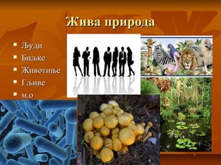 Жива природаЖива природа
 ЉудиЉуди
 БиљкеБиљке
 ЖивотињеЖивотиње
 ГљивеГљиве
 м.ом.о
 