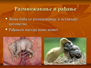 Размножавање и рађањеРазмножавање и рађање
 Жива бића се размножавају и остављајуЖива бића се размножавају и остављају
потомствопотомство
 Рађањем настаје нови животРађањем настаје нови живот
 