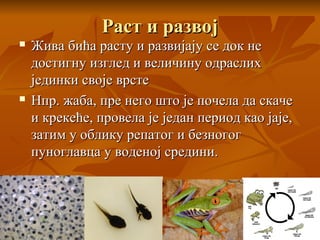 Раст и развојРаст и развој
 Жива бића расту и развијају се док неЖива бића расту и развијају се док не
достигну изглед и величину одраслихдостигну изглед и величину одраслих
јединки своје врстејединки своје врсте
 Нпр. жаба, пре него што је почела да скачеНпр. жаба, пре него што је почела да скаче
и крекеће, провела је један период као јаје,и крекеће, провела је један период као јаје,
затим у облику репатог и безногогзатим у облику репатог и безногог
пуноглавца у воденој средини.пуноглавца у воденој средини.
 