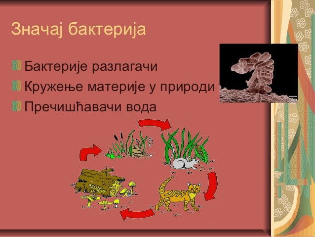 царство монера
