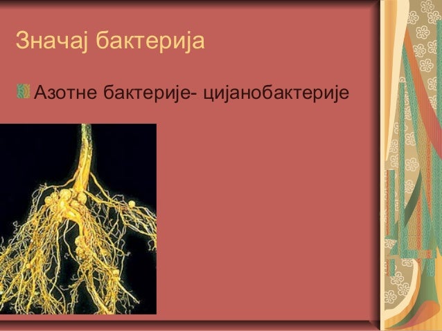 царство монера