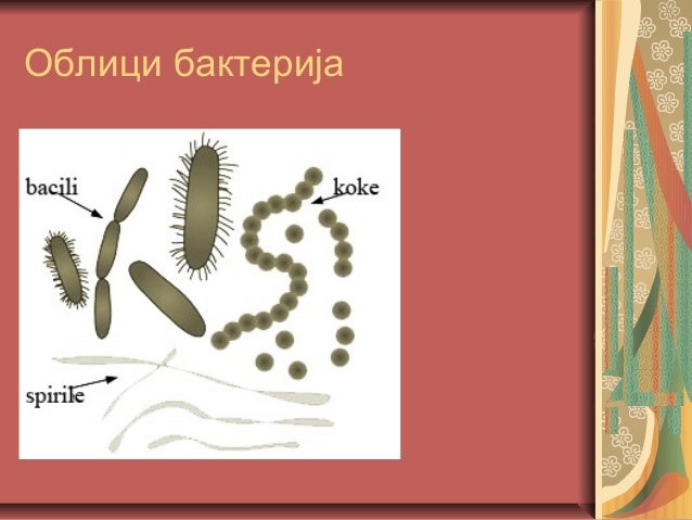 царство монера