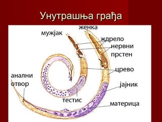 Унутрашња грађаУнутрашња грађа
 