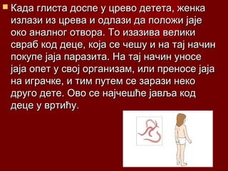 Када глиста доспе у црево детета, женкаКада глиста доспе у црево детета, женка
излази из црева и одлази да положи јајеизлази из црева и одлази да положи јаје
око аналног отвора. То изазива великиоко аналног отвора. То изазива велики
свраб код деце, која се чешу и на тај начинсвраб код деце, која се чешу и на тај начин
покупе јаја паразита. На тај начин уносепокупе јаја паразита. На тај начин уносе
јаја опет у свој организам, или преносе јајајаја опет у свој организам, или преносе јаја
на играчке, и тим путем се зарази некона играчке, и тим путем се зарази неко
друго дете. Ово се најчешће јавља коддруго дете. Ово се најчешће јавља код
деце у вртићу.деце у вртићу.
 