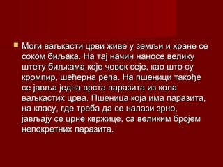  Моги ваљкасти црви живе у земљи и хране сеМоги ваљкасти црви живе у земљи и хране се
соком биљака. На тај начин наносе великусоком биљака. На тај начин наносе велику
штету биљкама које човек сеје, као што суштету биљкама које човек сеје, као што су
кромпир, шећерна репа. На пшеници такођекромпир, шећерна репа. На пшеници такође
се јавља једна врста паразита из коласе јавља једна врста паразита из кола
ваљкастих црва. Пшеница која има паразита,ваљкастих црва. Пшеница која има паразита,
на класу, где треба да се налази зрно,на класу, где треба да се налази зрно,
јављају се црне квржице, са великим бројемјављају се црне квржице, са великим бројем
непокретних паразита.непокретних паразита.
 