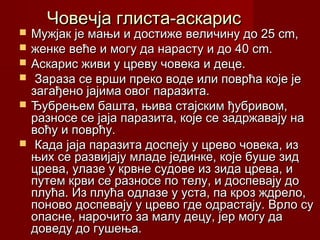 Човечја глиста-аскарисЧовечја глиста-аскарис
 Мужјак је мањи и достиже величину до 25 cm,Мужјак је мањи и достиже величину до 25 cm,
 женке веће и могу да нарасту и до 40 cm.женке веће и могу да нарасту и до 40 cm.
 Аскарис живи у цреву човека и деце.Аскарис живи у цреву човека и деце.
 Зараза се врши преко воде или поврћа које јеЗараза се врши преко воде или поврћа које је
загађено јајима овог паразита.загађено јајима овог паразита.
 Ђубрењем башта, њива стајским ђубривом,Ђубрењем башта, њива стајским ђубривом,
разносе се јаја паразита, које се задржавају наразносе се јаја паразита, које се задржавају на
воћу и поврћу.воћу и поврћу.
 Када јаја паразита доспеју у црево човека, изКада јаја паразита доспеју у црево човека, из
њих се развијају младе јединке, које буше зидњих се развијају младе јединке, које буше зид
црева, улазе у крвне судове из зида црева, ицрева, улазе у крвне судове из зида црева, и
путем крви се разносе по телу, и доспевају допутем крви се разносе по телу, и доспевају до
плућа. Из плућа одлазе у уста, па кроз ждрело,плућа. Из плућа одлазе у уста, па кроз ждрело,
поново доспевају у црево где одрастају. Врло супоново доспевају у црево где одрастају. Врло су
опасне, нарочито за малу децу, јер могу даопасне, нарочито за малу децу, јер могу да
доведу до гушења.доведу до гушења.
 