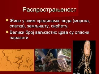 РаспрострањеностРаспрострањеност
 Живе у свим срединама: вода (морска,Живе у свим срединама: вода (морска,
слатка), земљишту, сирћету.слатка), земљишту, сирћету.
 Велики број ваљкастих црва су опасниВелики број ваљкастих црва су опасни
паразитипаразити
 