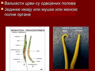  Ваљкасти црви су одвојених половаВаљкасти црви су одвојених полова
 Јединке имају или мушке или женскеЈединке имају или мушке или женске
полне органеполне органе
 