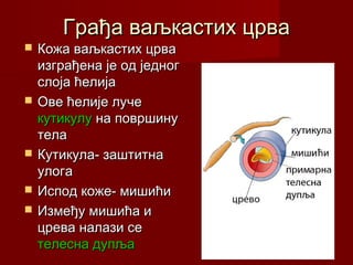 Грађа ваљкастих црваГрађа ваљкастих црва
 Кожа ваљкастих црваКожа ваљкастих црва
изграђена је од једногизграђена је од једног
слоја ћелијаслоја ћелија
 Ове ћелије лучеОве ћелије луче
кутикулукутикулу на површинуна површину
телатела
 Кутикула- заштитнаКутикула- заштитна
улогаулога
 Испод коже- мишићиИспод коже- мишићи
 Између мишића иИзмеђу мишића и
црева налази сецрева налази се
телесна дупљателесна дупља
 