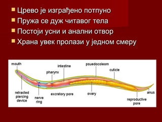 Црево је изграђено потпуноЦрево је изграђено потпуно
 Пружа се дуж читавог телаПружа се дуж читавог тела
 Постоји усни и анални отворПостоји усни и анални отвор
 Храна увек пролази у једном смеруХрана увек пролази у једном смеру
 