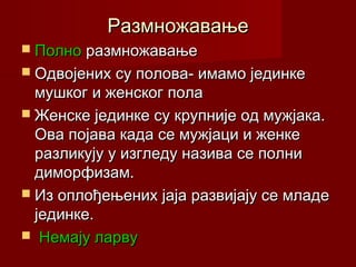 РазмножавањеРазмножавање
 ПолноПолно размножавањеразмножавање
 Одвојених су полова- имамо јединкеОдвојених су полова- имамо јединке
мушког и женског поламушког и женског пола
 Женске јединке су крупније од мужјака.Женске јединке су крупније од мужјака.
Ова појава када се мужјаци и женкеОва појава када се мужјаци и женке
разликују у изгледу назива се полниразликују у изгледу назива се полни
диморфизам.диморфизам.
 Из оплођењених јаја развијају се младеИз оплођењених јаја развијају се младе
јединке.јединке.
 Немају ларвуНемају ларву
 