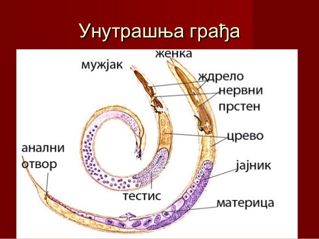ваљкасти црви