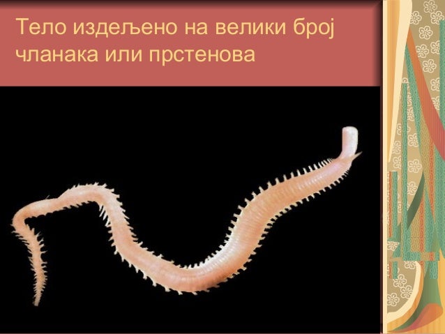 чланковити црви