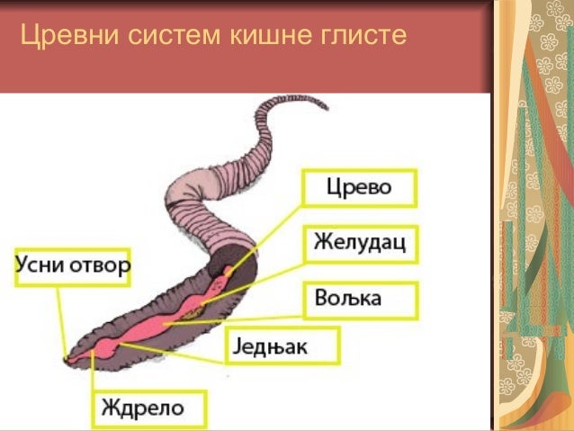чланковити црви