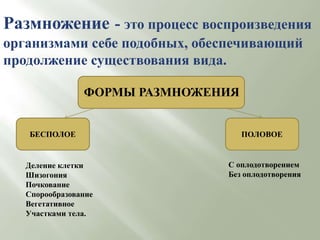 Процесс воспроизведения себе подобных обеспечивающий. Репродукция живых организмов. Процесс размножения бактерий. Чтотоакое размножение. Процесс воспроизведения себе подобных обеспечивающий.