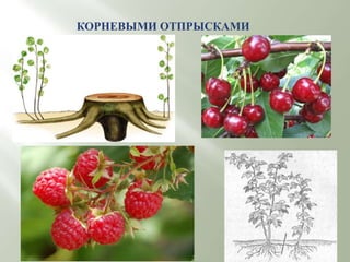 КОРНЕВЫМИ ОТПРЫСКАМИ
 