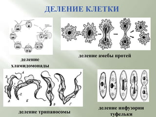 ДЕЛЕНИЕ КЛЕТКИ
деление
хламидомонады
деление амебы протей
деление инфузории
туфелькиделение трипаносомы
 