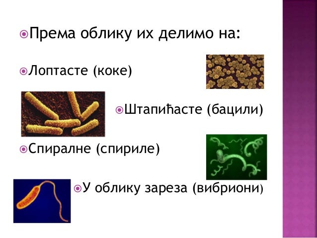 бактерије