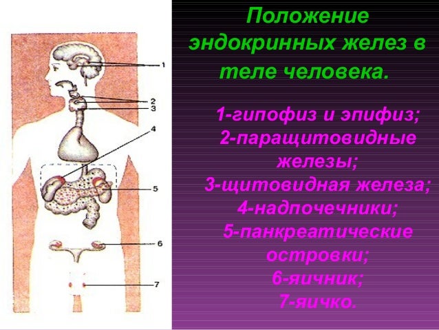 Эндокринная Система Картинки Для Презентации