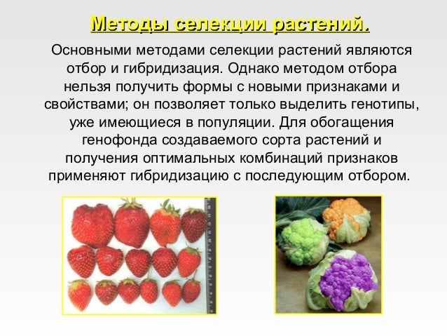 Таблица по биологии методы селекции 9 класс. Методы селекции растений искусственный мутагенез. Методы селекции таблица 10 класс биология. Методы селекции искусственный отбор таблица. Таблица метод селекции гибридизация.