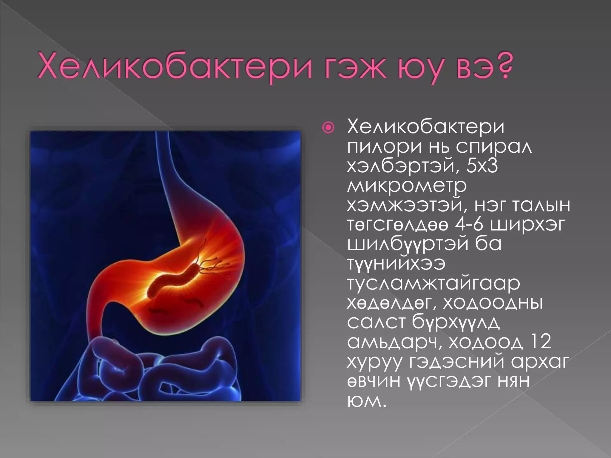  Хеликобактери
пилори нь спирал
хэлбэртэй, 5х3
микрометр
хэмжээтэй, нэг талын
төгсгөлдөө 4-6 ширхэг
шилбүүртэй ба
түүнийхээ
тусламжтайгаар
хөдөлдөг, ходоодны
салст бүрхүүлд
амьдарч, ходоод 12
хуруу гэдэсний архаг
өвчин үүсгэдэг нян
юм.
 