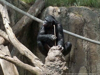 "BonoboFishing04". Licensed under CC BY-SA 3.0 via Wikimedia Commons
 