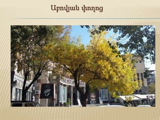 Աբովյան փողոց
 