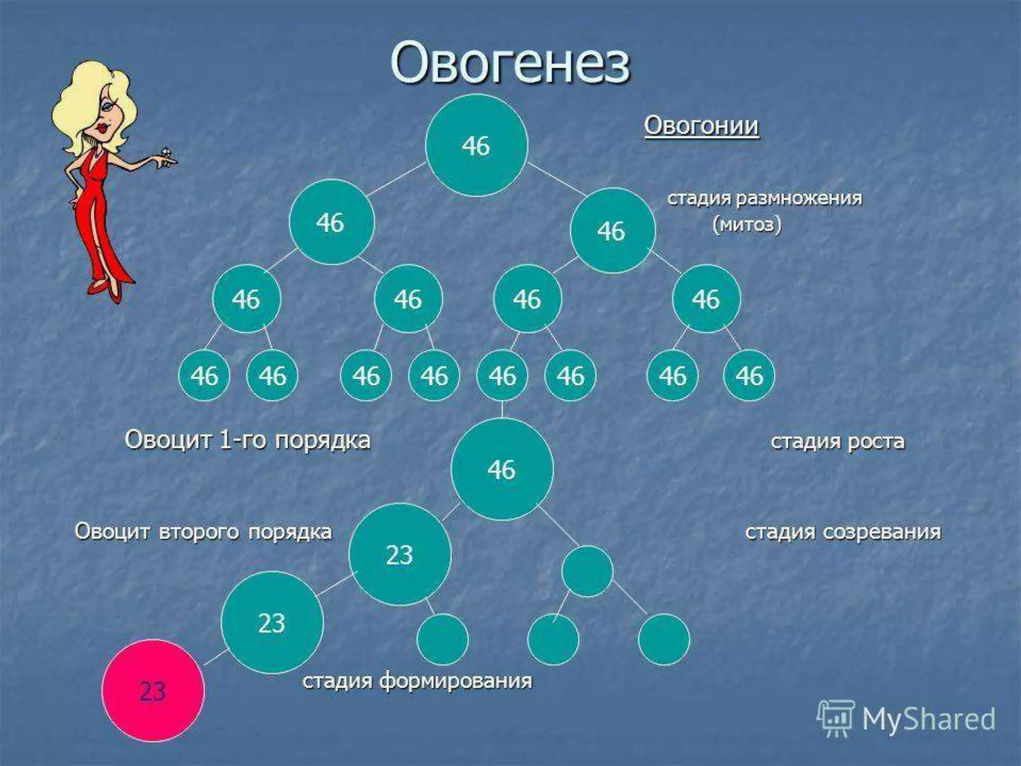 онтогенез-нэгэн биеийн хөгжил | PPT