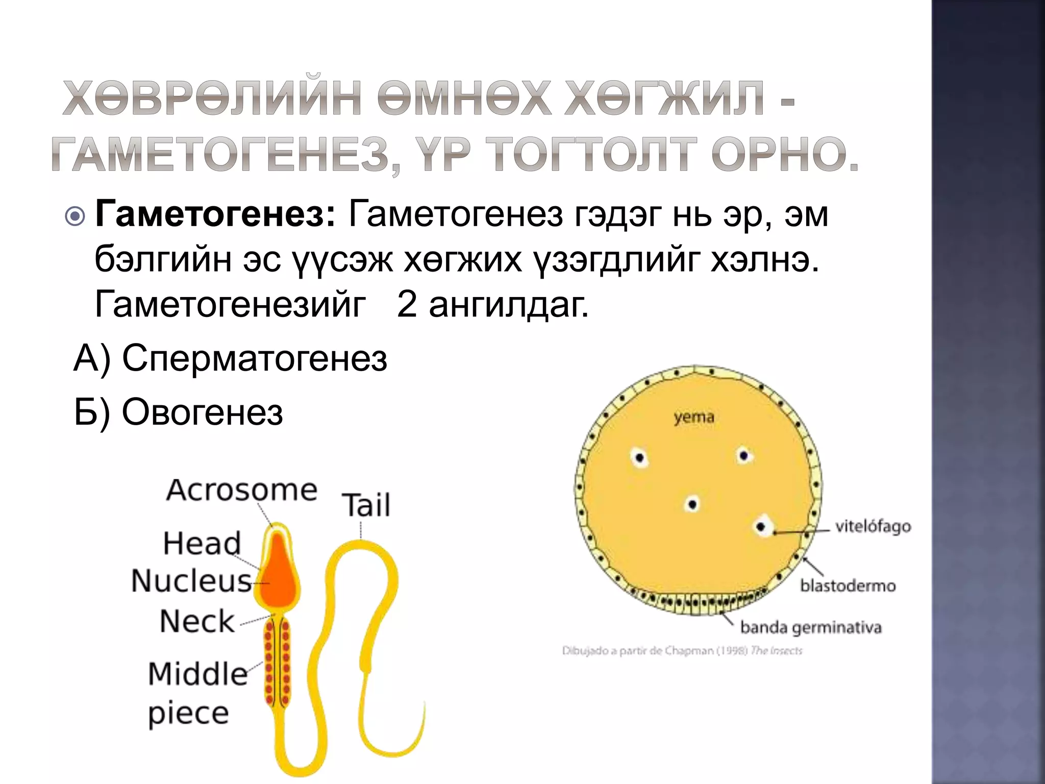 онтогенез-нэгэн биеийн хөгжил | PPT