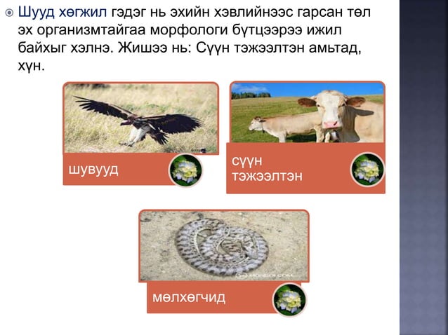 онтогенез-нэгэн биеийн хөгжил | PPT