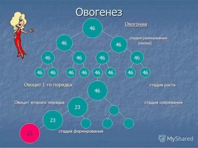 Позы моторного онтогенеза