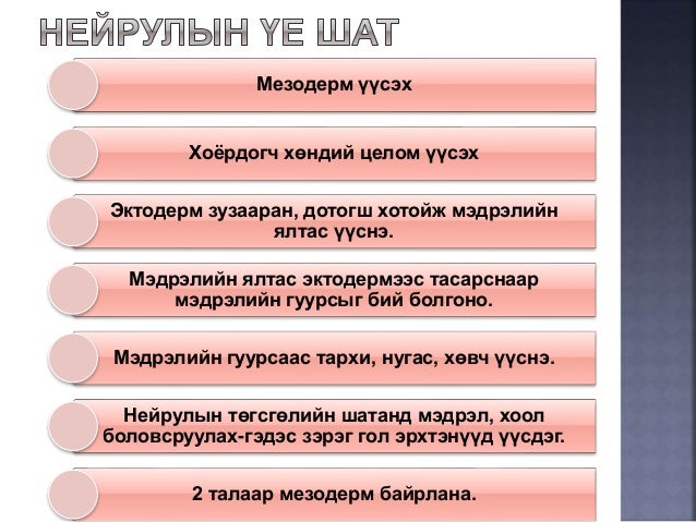 онтогенез-нэгэн биеийн хөгжил