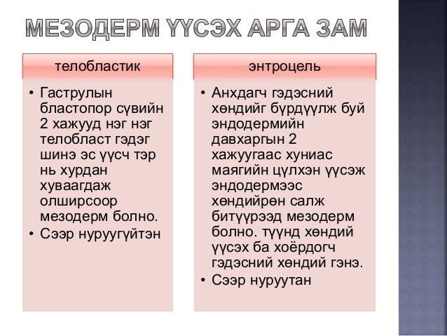 онтогенез-нэгэн биеийн хөгжил