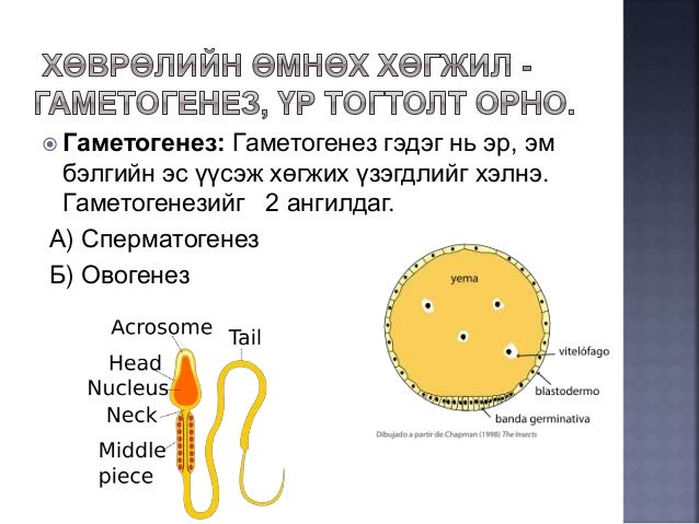 онтогенез-нэгэн биеийн хөгжил