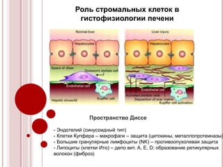 Роль стромальных клеток в
гистофизиологии печени
Пространство Диссе
- Эндотелий (синусоидный тип)
- Клетки Купфера – макрофаги – защита (цитокины, металлопротеиназы)
- Большие гранулярные лимфоциты (NK) – противоопухолевая защита
- Липоциты (клетки Ито) – депо вит. А, E, D; образование ретикулярных
волокон (фиброз)
 