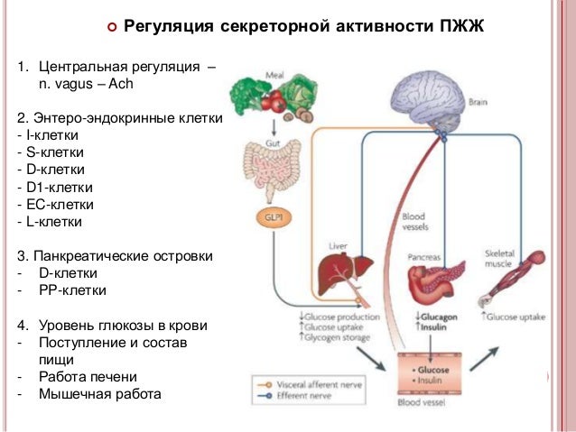 Анатомическое строение пищеварительной системы человека. Механизмы гомеостаза крови. Процессы в отделах пищеварительной системы. Пищеварительные железы печени. Самая крупная пищеварительная железа в организме.