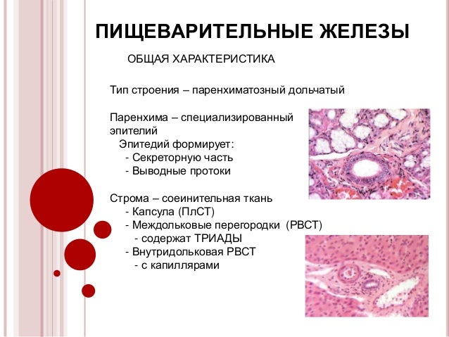 функции желез тонкого кишечника. кишечные железы. бруннеровы и либеркюновы железы. железы кишечника функции. железы тонкого кишечника строение.