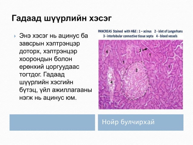нойр булчирхай