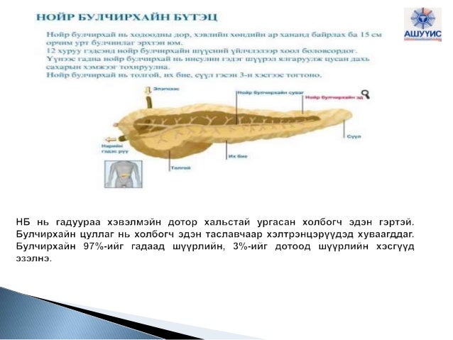 нойр булчирхай