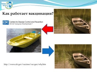 http://www.cdc.gov/vaccines/vac-gen/why.htm
Как работает вакцинация?
 