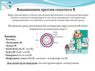 Вакцинация против гепатита В
Вирус чрезвычайно устойчив к различным физическим и химическим факторам:
низким и высоким температурам (в том числе кипячению), многократному
замораживанию и оттаиванию, длительному воздействию кислой среды. A
!
Во внешней среде при комнатной температуре вирус гепатита В может
сохраняться до нескольких недель
Вакцины:2
- Регевак , 2
- Энджерикс В, 2
- Эувакс В, 2
- Бубо-Кок(АКДС+геп.В), A
- Бубо-М (АДС+геп.В),A
-Твинрикс(геп.А+геп.В)A
- Инфанрикс гекса (АКДС+полиом+ гемоф.инф+геп В)
Для детей пути передачи: мед.инструментарий. манипуляции
 