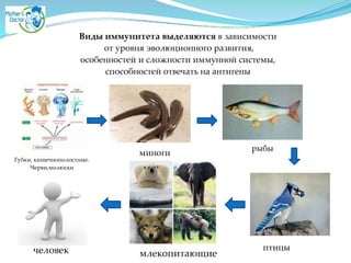 Виды иммунитета выделяются в зависимостиA
от уровня эволюционного развития, A
особенностей и сложности иммунной системы, A
способностей отвечать на антигены
Губки, кишечнополостные.
Черви,молюски
миноги
рыбы
птицы
млекопитающиечеловек
 