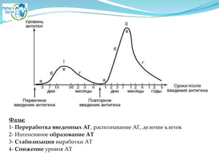 Фазы:2
1- Переработка введенных АГ, распознавание АГ, деление клетокA
2- Интенсивное образование АТ2
3- Стабилизация выработки АТA
4- Снижение уровня АТ
 
