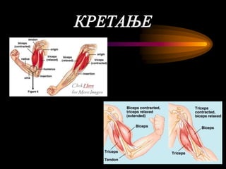 мишићни систем човека | PPT