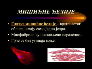 мишићни систем човека | PPT