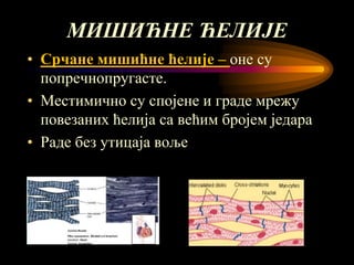 мишићни систем човека | PPT