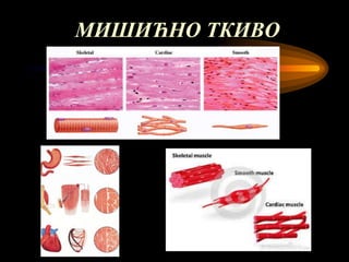 мишићни систем човека | PPT